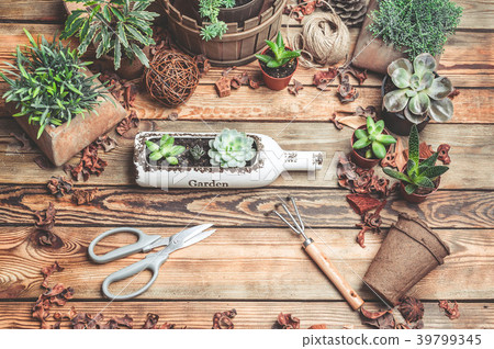 Workplace of the florist. Succulents and 39799345