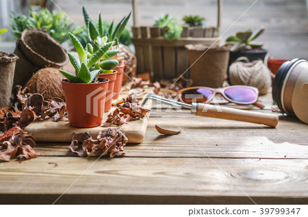 Workplace of the florist. Succulents and Workplace of the florist. Succulents and 39799347