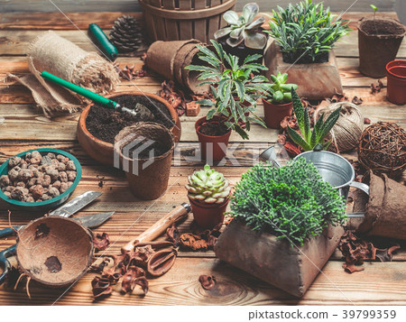 Workplace of the florist. Succulents and Workplace of the florist. Succulents and 39799359