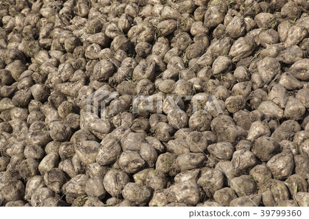 Beet harvest Beet harvest 39799360