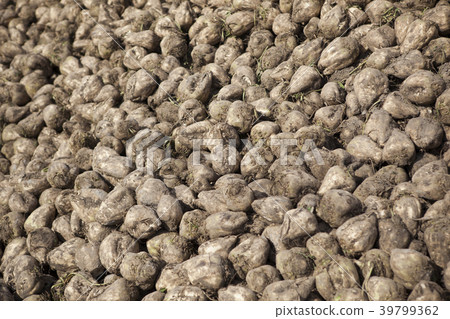 Beet harvest 39799362