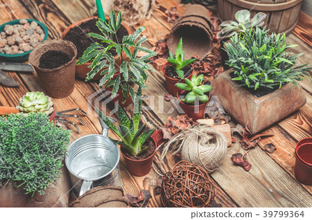 Workplace of the florist. Succulents and 39799364