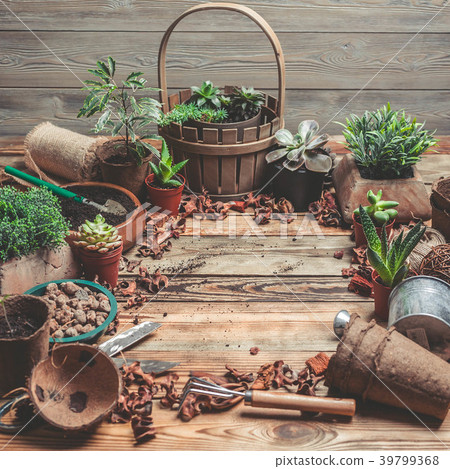 Workplace of the florist. Succulents and Workplace of the florist. Succulents and 39799368