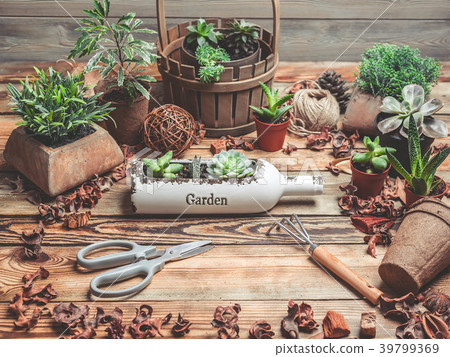 Workplace of the florist. Succulents and 39799369