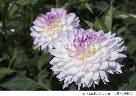 Dahlia flower 39799405
