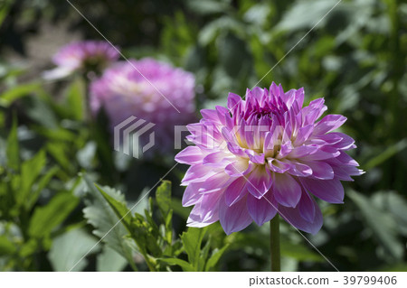 Dahlia flower 39799406
