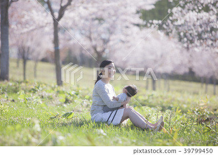 Parent and child under the cherry tree 39799450