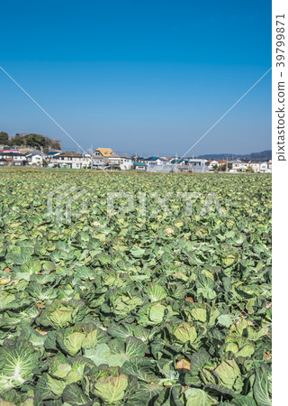[Miura cabbage field] 39799871