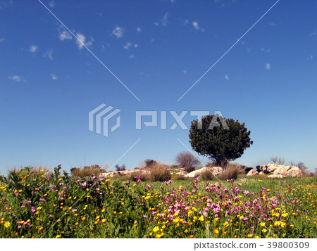 Spring flowering and lonely tree on Jewish Hills 39800309