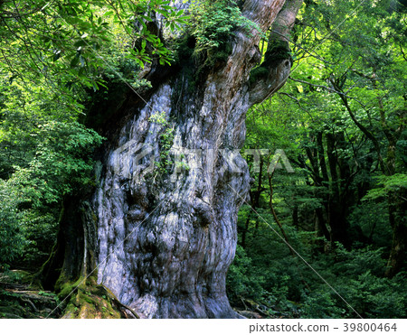 Jomon cedar 39800464