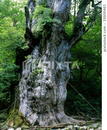 Jomon cedar Jomon cedar 39800465