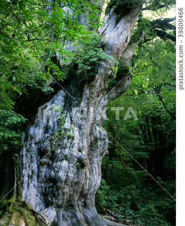 繩紋雪松 39800466