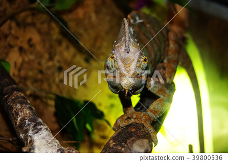 veiled chameleon in the terrarium looks at you.. veiled chameleon in the terrarium looks at you.. 39800536