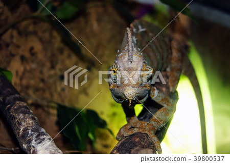 veiled chameleon in the terrarium  39800537