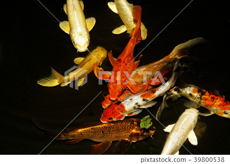 multi-colored koi carp on a dark background 39800538