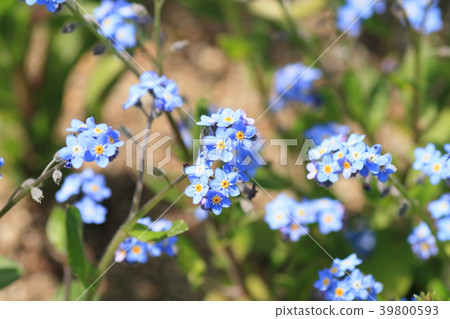 Spring flower bed Forget-me-not flowers 39800593