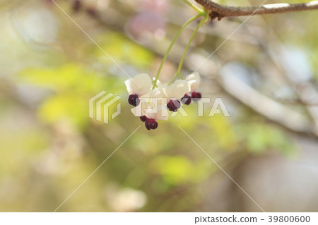 Spring park Akebi flower Spring park Akebi flower 39800600