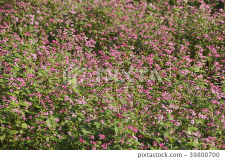 Nazukuda的紅色蕎麥麵 Nazukuda的紅色蕎麥麵 39800700