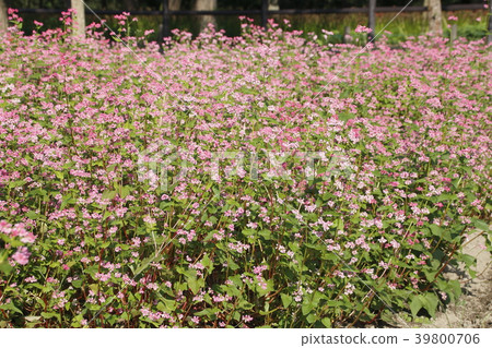 Red soba field of Nazukuda Red soba field of Nazukuda 39800706