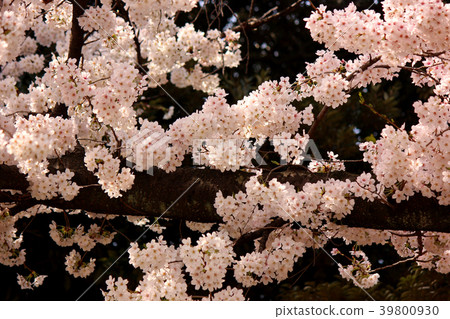 Somei Yoshino in Myojoji Park where the spring sun was bathed (3) Somei Yoshino in Myojoji Park where the spring sun was bathed (3) 39800930