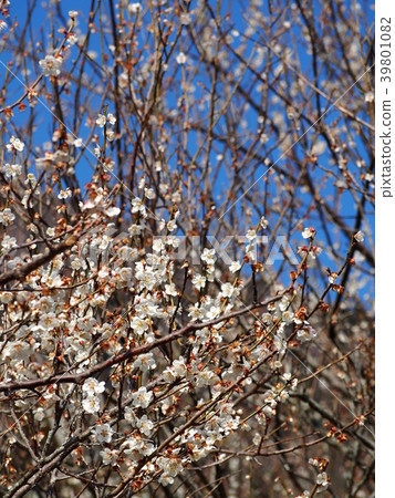 Tsukuba Bairin 39801082