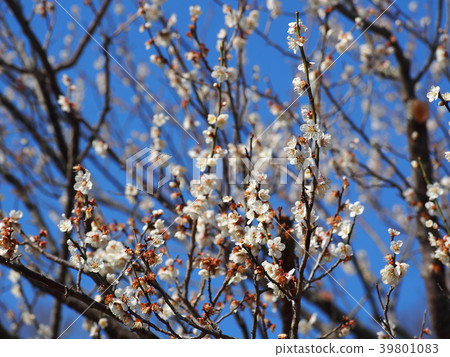筑波巴林 筑波巴林 39801083
