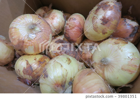 新洋蔥 新洋蔥 39801351