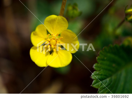 蛇草莓逗人喜愛的黃色花 39801692