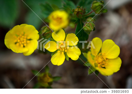 蛇草莓逗人喜愛的黃色花 39801693