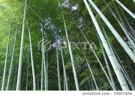  Bamboo grove 39801809
