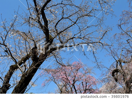 Cherry blossoms spread in the blue sky Cherry blossoms spread in the blue sky 39801976
