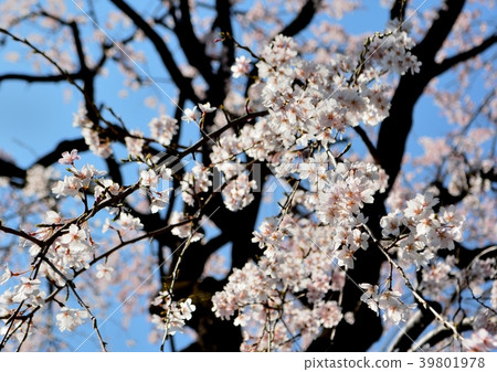 Cherry blossoms spread in the blue sky Cherry blossoms spread in the blue sky 39801978