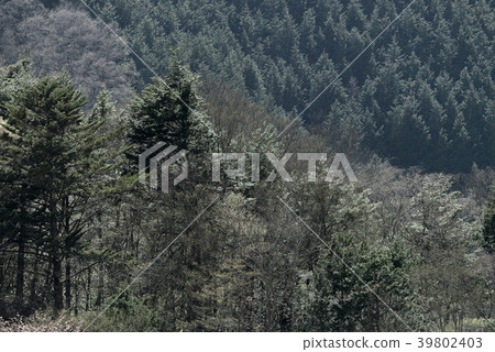 森林 39802403