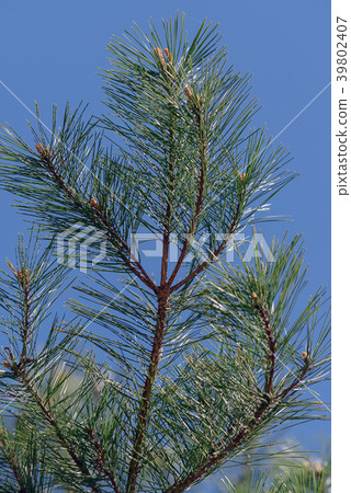 Pine needle Pine needle 39802407