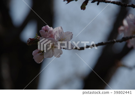 Sakura Sakura Sakura Sakura 39802441