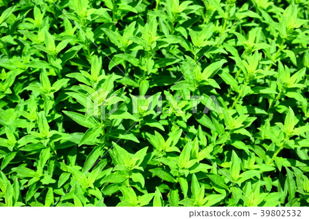 Saponaria Saponaria 39802532