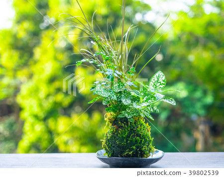 Kokedama 39802539