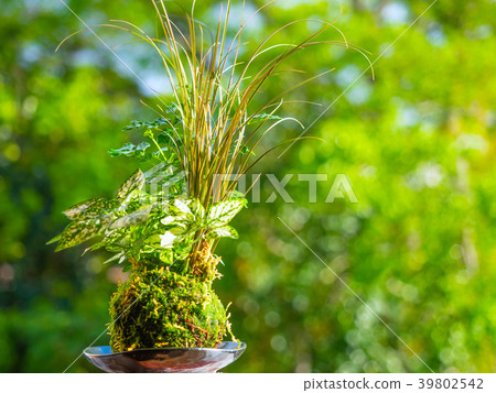 Jasper Jasper 39802542