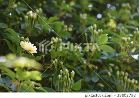 Rose Mottled Rose Yellow Beautiful Father's Day (1) Rose Mottled Rose Yellow Beautiful Father's Day (1) 39802788