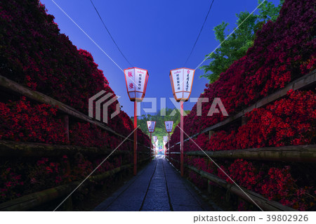 Nagaoka Tenmangu / Kirishima Azalea Nagaoka Tenmangu / Kirishima Azalea 39802926