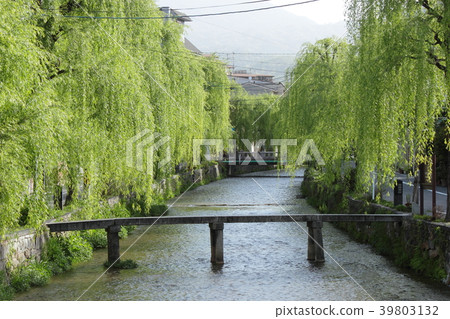 京都白川柳樹 照片素材 圖片 圖庫