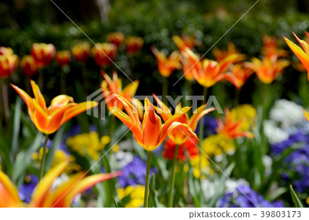鬱金香 39803173