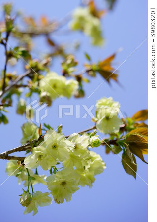 Green cherry blossoms and yellow clothes 9 39803201