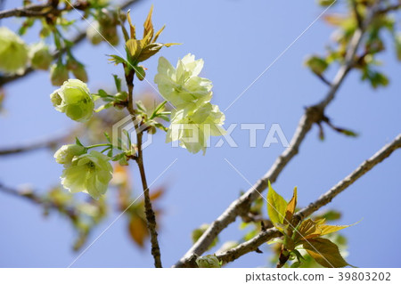 Green cherry blossoms / yellow clothes 11 39803202