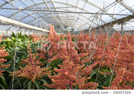 Mango flowers bloomed in a vinyl house 39803309