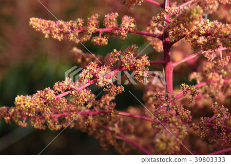 Mango flowers bloomed in a vinyl house 39803333