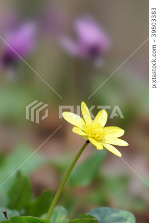 Ryukinka Ryukinka 39803383