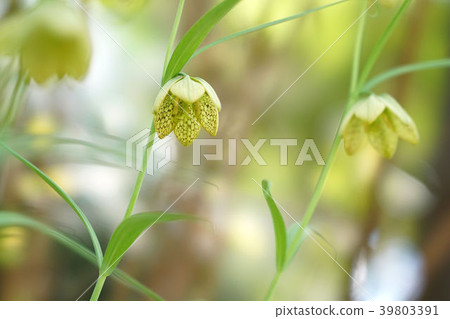 比莫莉莉 比莫莉莉 39803391