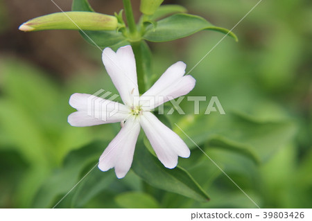 Soapwort flowers 39803426