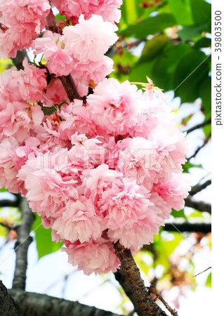 Cherry blossoms: Mint walk through (Osaka City) Cherry blossoms: Mint walk through (Osaka City) 39803500